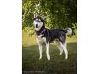 Adopt UMI a Siberian Husky