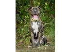 Adopt TONY a Cane Corso