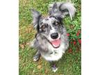 Adopt Lu a Australian Shepherd