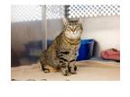 Adopt Henley a Domestic Short Hair, Tabby