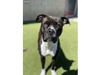 Adopt Chickadee a Boxer, Mastiff