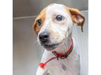 Adopt GABBY a Pointer, Mixed Breed