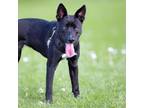 Adopt MOLLY a Akita, Mixed Breed
