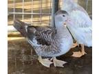 Adopt GRETCHEN a Duck