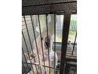 Adopt Sydney a Cockatoo