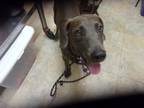 Adopt Dusty a Labrador Retriever, Mixed Breed