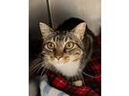 Adopt Kay a Domestic Short Hair