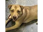 Adopt Honey a Labrador Retriever, Shar-Pei