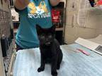 Adopt SABRINA a Domestic Short Hair