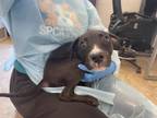 Adopt LOUISE a Pit Bull Terrier