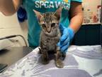 Adopt IVORY a Domestic Short Hair