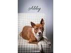 Adopt ABBY a American Staffordshire Terrier, Mixed Breed
