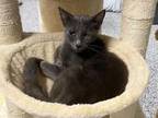 Adopt TATIANA a Russian Blue, Domestic Short Hair