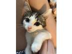 Adopt MADISON a Domestic Short Hair