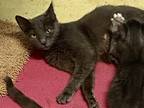 Adopt TASHA a Domestic Short Hair