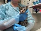 Adopt ALFIE a Domestic Short Hair
