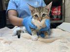 Adopt BRANDYBUCK a Domestic Short Hair