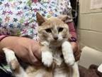 Adopt VERA a Domestic Short Hair