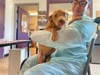 Adopt THELMA a Pit Bull Terrier