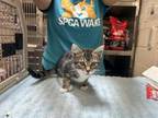 Adopt ROSA a Domestic Short Hair