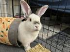 Adopt DOLLY a Bunny Rabbit