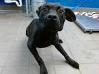 Adopt ROGUE a Staffordshire Bull Terrier, Mixed Breed