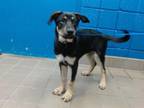 Adopt FLOWER a German Shepherd Dog, Mixed Breed