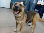 Adopt PRINCESS a German Shepherd Dog, Australian Cattle Dog / Blue Heeler