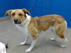 Adopt AUTUMN a Australian Cattle Dog / Blue Heeler, Mixed Breed