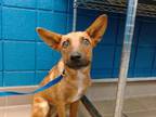 Adopt VOODOO a German Shepherd Dog, Mixed Breed