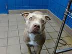 Adopt LUCY a Pit Bull Terrier, Mixed Breed