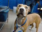 Adopt BABY a Pit Bull Terrier