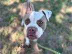 Adopt PEANUT a American Staffordshire Terrier