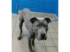 Adopt SQUISH a Staffordshire Bull Terrier, Mixed Breed