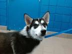 Adopt DOJA a Husky, Mixed Breed