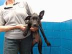 Adopt LUNA a Labrador Retriever, Mixed Breed