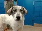 Adopt LILLY a Husky, Mixed Breed