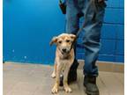 Adopt BANANAS a German Shepherd Dog, Mixed Breed