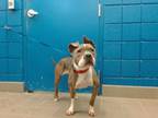 Adopt PHOENIX a Pit Bull Terrier, Mixed Breed