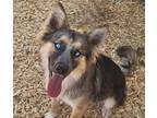 Adopt FIA a German Shepherd Dog