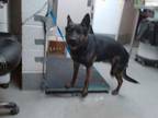 Adopt SPARKLER a German Shepherd Dog, Mixed Breed