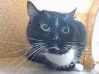 Adopt OREO a Domestic Short Hair