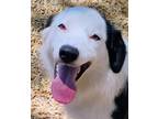 Adopt DAKOTA a Border Collie, Mixed Breed