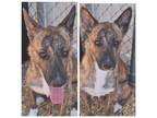 Adopt PENNY a Black Mouth Cur, Mixed Breed