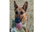 Adopt REVELA a German Shepherd Dog, Mixed Breed