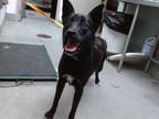 Adopt ZILLAH a Labrador Retriever, Mixed Breed