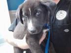 Adopt MONICA a Labrador Retriever, Mixed Breed
