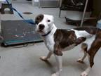 Adopt CLOVER a Pit Bull Terrier, Mixed Breed