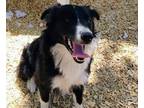 Adopt CAMILA a Border Collie, Mixed Breed