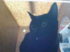 Adopt OPHELIA a Domestic Short Hair